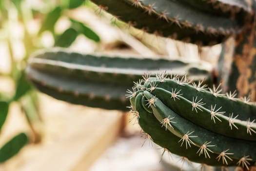 Cactus in the park with sharp and dangerous of thorns.