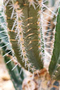 Cactus of spike with texture in park.