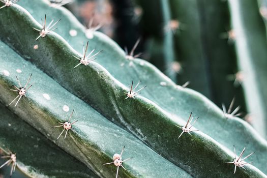 Cactus of spike with texture.