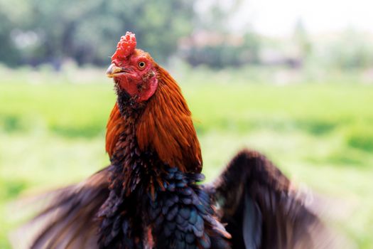 Chicken is spreading its wings with beautiful colors in the field.