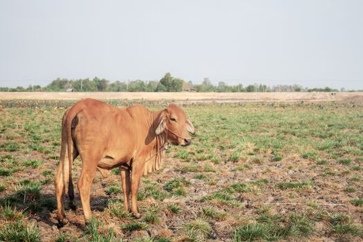 Cow on field in the countryside at sky.