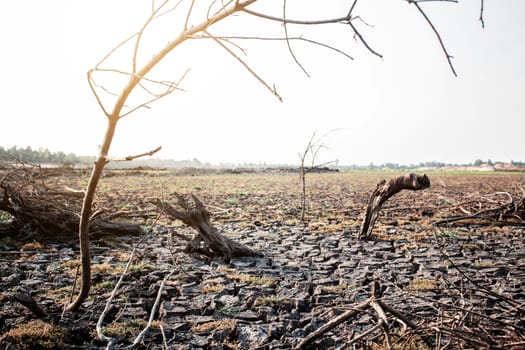 Dry branches on arid soil in summer.