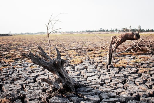 Dry woods on arid soil in summer at sunlight.