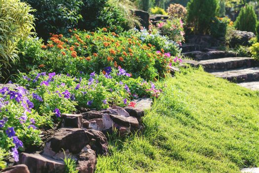 Flower of decoration in garden with the beautiful at sunlight.