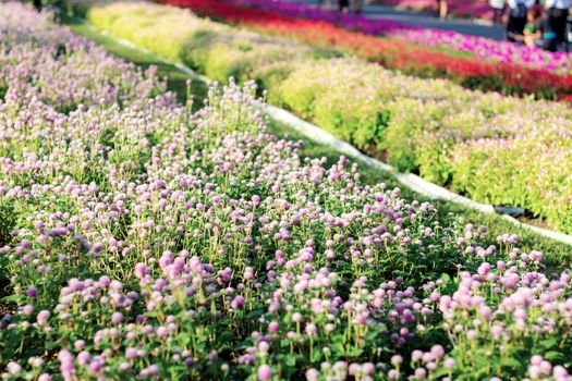 Flower plot in the garden with sunlight.