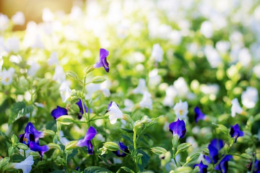 Purple and white flower with the beautiful at sunlight.