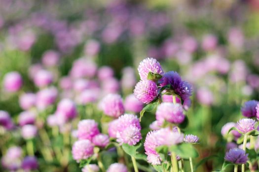 Purple head flower with the beautiful.