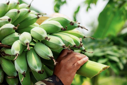 Gardeners carrying banana in the field.