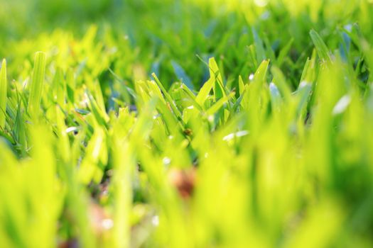 Grass of lawn at the sunlight in garden.
