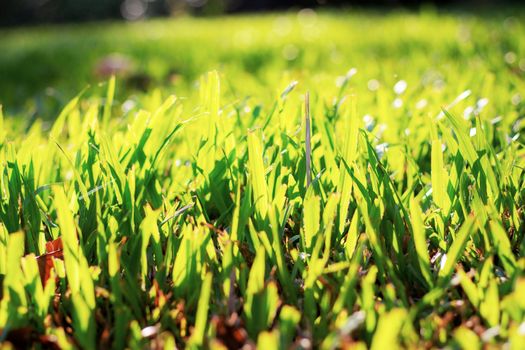 Grass at the sunlight in garden.