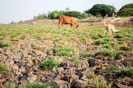 Grass on arid soil and cow of field in countryside.