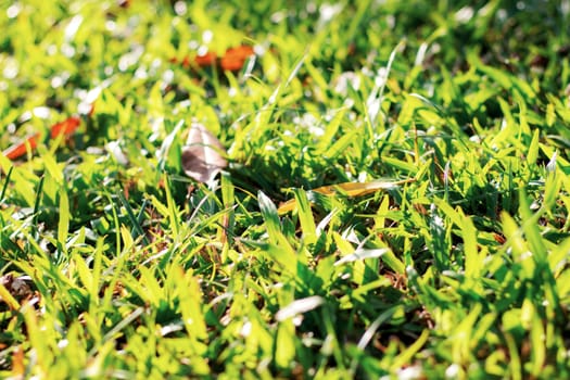 Grass of lawn with the sunlight.