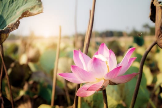 Pink lotus and dries leaves at sunlight.