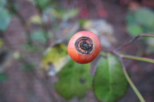 Close up of ripe red berries on branches of rose hips tree with golden leaves in autumn season