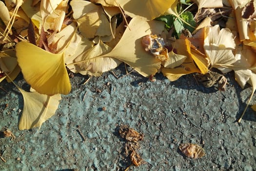 Ginkgo golden leaves on a grey color ground in autumn season. Autumn background