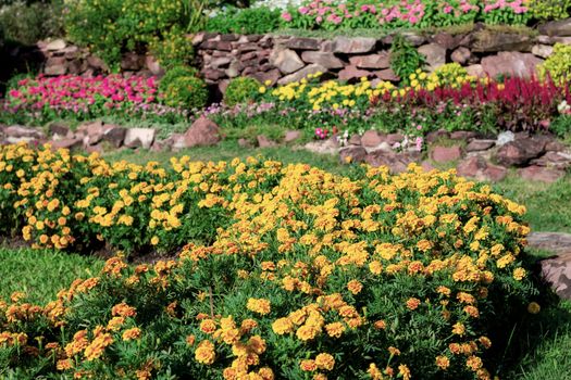 Marigold flower of decoration in garden with the beautiful.