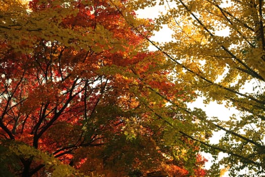 Colorful leaves on trees in park. Red, yellow, orange and green leaves on trees