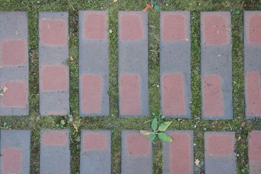 Closeup texture of brick floor. A background of a weathered old exterior brick floor with copy space for text