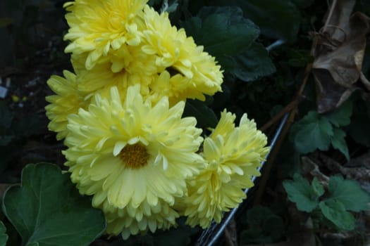 Closeup view of lovely yellow flower against a green leaves blurred background. This flower is found in South Korea.