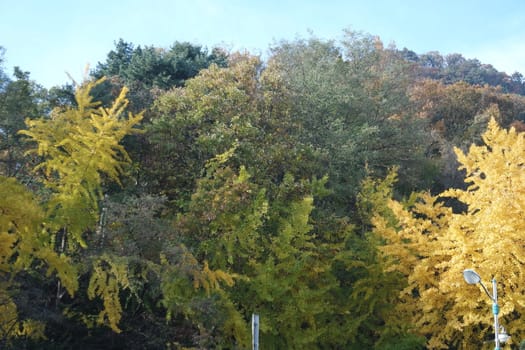 Colorful leaves on trees in park. Red, yellow, orange and green leaves on trees