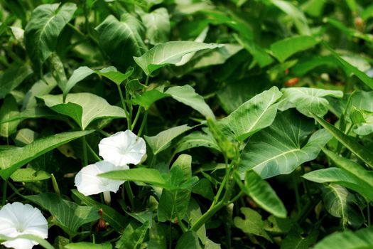 Morning glory with white flowers on the field.