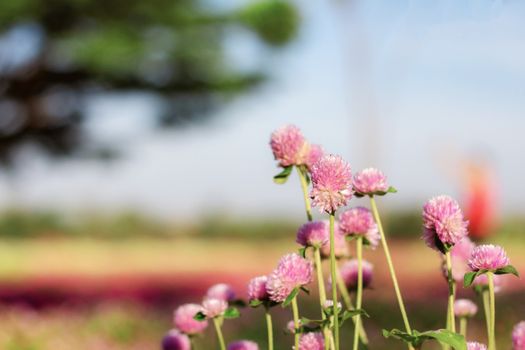 Pink flower in the garden with sunlight.