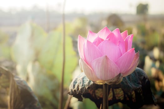 Pink lotus with beautiful at sunlight.