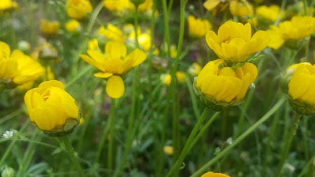 Closeup view of lovely yellow flower against a green leaves blurred background. This flower is found in South Korea.