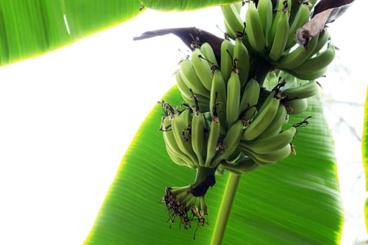 Raw banana on tree with the white background.