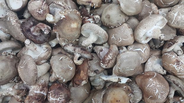 Closeup view of big pile of fresh harvested mushrooms. Food background of mushrooms in market for sale. A Vegetables background