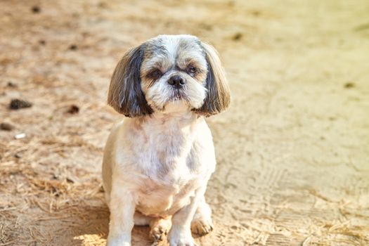 The dog Shih Tzu sits on the forest road