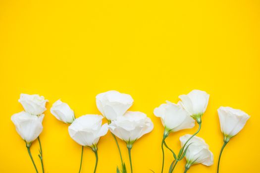 Delicate white eustoma flowers on a bright yellow background. Layout. Flat lay