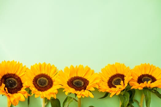 Bright juicy sunflowers on a green background. Layout. Flat lay.