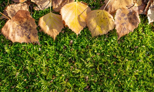 Yellow autumn birch leaves on green moss in the forest. There is a place to insert. 