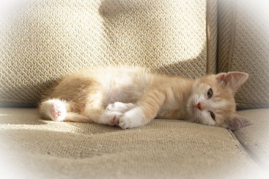 little red kitten lying on sofa, conceptual image