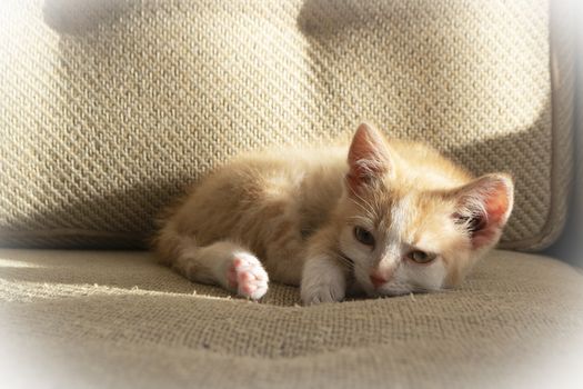 Kitten sleeping on the sofa. Cat at home concept