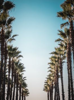 Palms frame in vintage retro toned with copy space in center. Beautiful pattern of palm trees on street with amazing blue sky