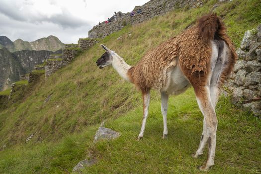 Machu Picchu, Peru - April 6, 2014: A llama watches quietly from the top of the terraces that surround the city of Machu Picchu, Peru