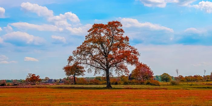 Beautiful panorama view on a golden autumn landscape in the middle of october