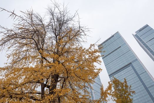 Yellow ginkgo tree against skyscrapers in autumn on an overcast day in Chengdu, Sichuan province, China