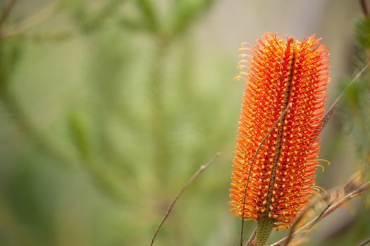 Banksia in bushland a favourite flower for many birds and insects of Australia