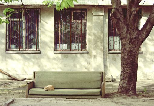 The cat sleeps on the couch thrown out into the street. Homeless animals are looking for a home.