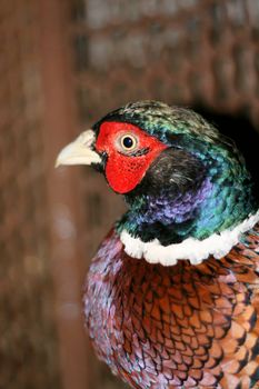 Close-up of a pheasant bird close up.