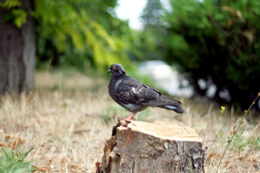 The dove sits on a stump of a sawn tree. Cutting down trees, depriving animals of their homes.