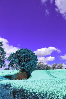 Infra red hyper color shot of flowering rape against a blue sky with clouds. Abstract landscape background with empty space