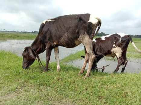 black and white colored tow cow on green Field with nature