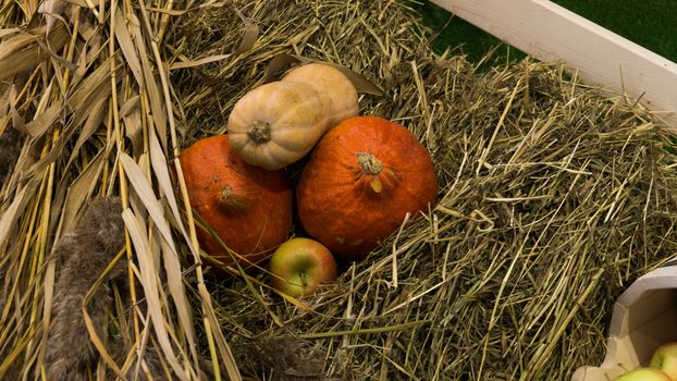 Several pumpkins and an apple lying on a straw