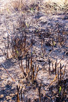 The black scorch of the grass was burn with fire to eliminate in the sugarcane plantation area