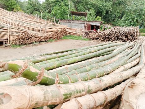 bamboo stock on bamboo market for sell