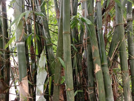 green colored bamboo garden closeup